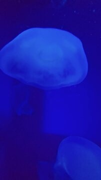 footage of beautiful jellyfish swimming in a tank at OdySea Aquarium in Scottsdale Arizona USA