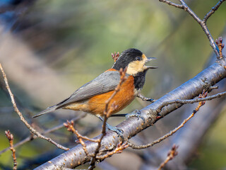 枝にとまるヤマガラ