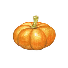 A detailed illustration of a ripe pumpkin with a green stem, showcasing its vibrant orange color and round shape.
