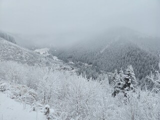 snow covered trees in mountains