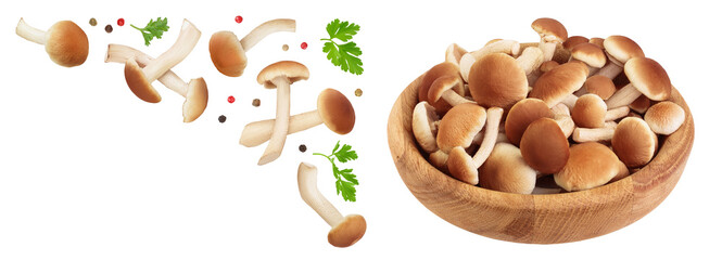 honey fungus mushrooms in wooden bowl isolated on white background . Top view with copy space for your text. Flat lay.