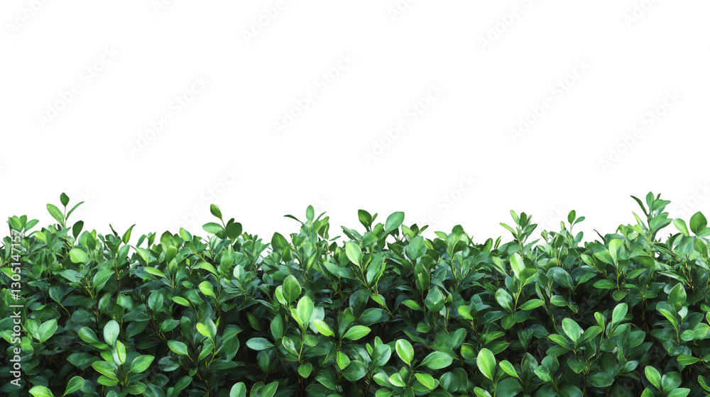 Poster Seamless realistic hedge on transparent background, perfect for architectural visualization or any kind of project needing some greenery