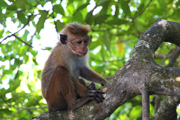 Primate macaque monkey sits on a venvi tree among the green foliage of the Sri Lankan jungle. Animals Wildlife Asia