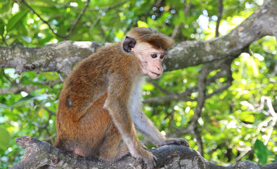 A macaque monkey sits on a tree trunk among the green foliage of a rainforest. Sri Lanka, Animals Primates Asia