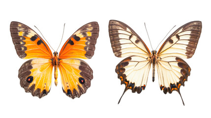Orange and white butterflies displaying vibrant wings, showcasing intricate patterns and translucent elegance against minimalist transparent backdrop