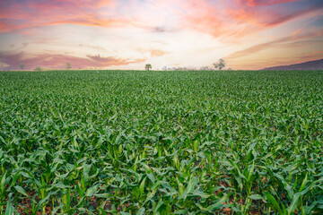 Corn field background in sunset time. Concept of organic farming and cultivation, Agriculture.