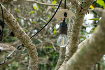Hanging lightbulb among tree branches