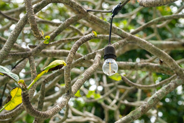 Hanging lightbulb among tree branches
