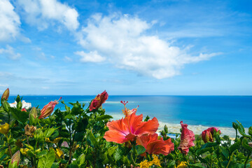 Hibiscus flowers on the background of the sea and blue sky