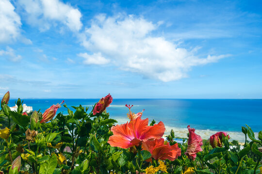 Hibiscus flowers on the background of the sea and blue sky