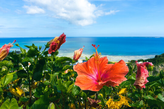Hibiscus flowers on the background of the sea and blue sky