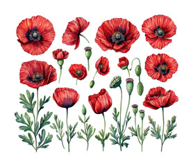 Fototapeta premium Captivating red poppies in bloom isolated on transparent background png