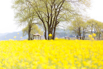 a canola-flowered view of the river