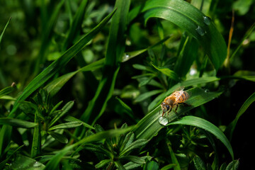 Abeille en train de boire