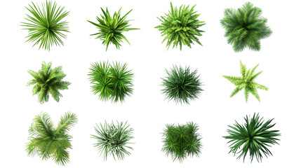Set of green ornamental plants isolated on transparent background, ideal for architectural visualization or landscape design