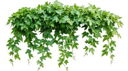 Obraz premium Lush green ivy cascading down creates a vibrant natural border against a transparent background, enhancing any design project