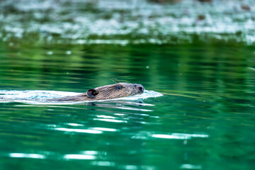 Fototapeta premium Castor en train de nager