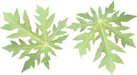 vector image of two green papaya leaves, arranged randomly on a white background