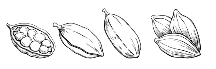 Cardamom spice sketch illustration, featuring pods and seeds in vintage style. Perfect for culinary designs, food packaging, botanical art, and herbal-themed projects.