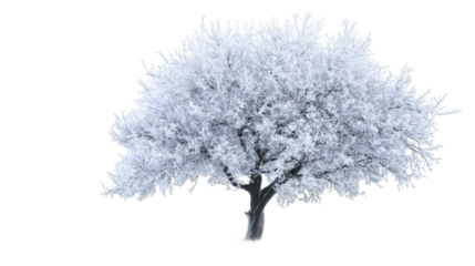 Snow-covered tree isolated on transparent background, perfect for winter and christmas projects