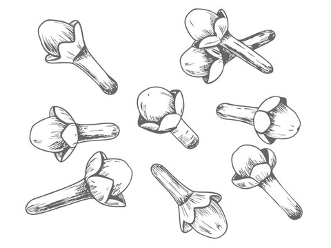 Detailed cloves spice sketch illustration, showcasing dried buds in vintage style. Perfect for culinary designs, food packaging, botanical art, and aromatic spice-themed projects.