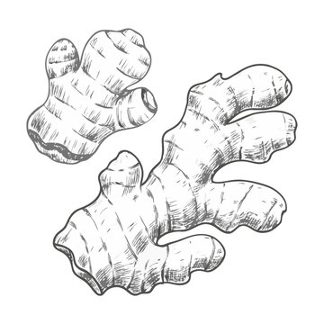 Detailed ginger root sketch illustration, showcasing its natural curves and texture in vintage style. Perfect for culinary designs, food packaging, botanical art, and herbal themes.