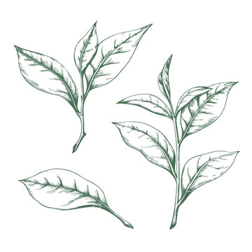 tea leaves sketch illustration, showcasing delicate veins and natural curves in vintage style. Perfect for botanical art, tea packaging, culinary designs, and nature-themed projects.