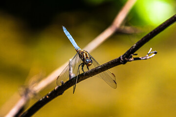 Libellule posée © JeanPierre