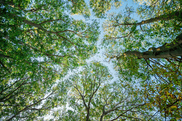 Green treetop in summer morning, directly below