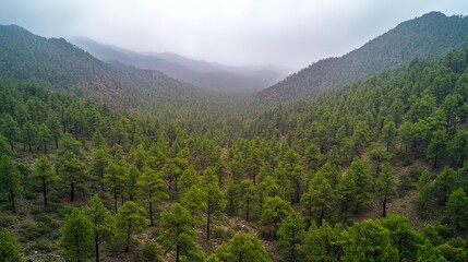 Fototapeta premium Misty Mountain Valley with Pine Forest