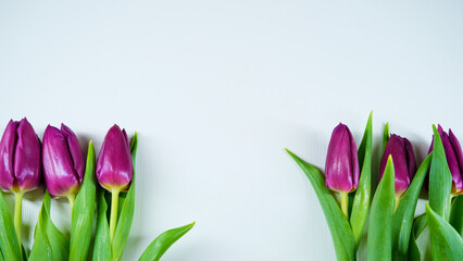 Minimalist purple tulip arrangement on white background for elegant greeting cards, invitations, and spring-themed designs