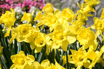 Obraz premium Beautiful Narcissus 'Dutch Master' flowers.