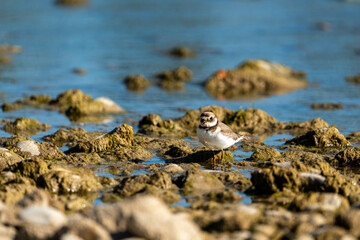 Grand gravelot juvénile 