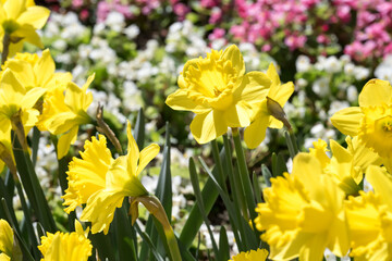 Obraz premium Beautiful Narcissus 'Dutch Master' flowers.