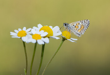 photos of butterflies from wildlife and nature