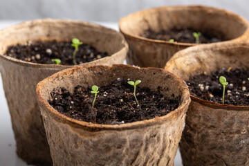 Small petunia flower seedlings in peat pots. Close-up. Gardening concept.