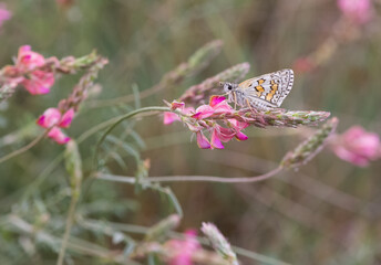photos of butterflies from wildlife and nature