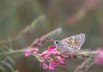 photos of butterflies from wildlife and nature