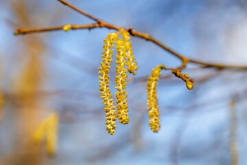 Birkenknospen &ouml;ffnen sich