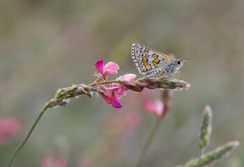photos of butterflies from wildlife and nature
