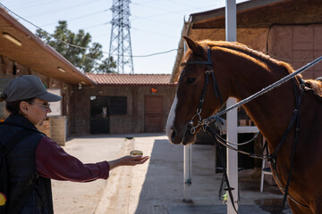 Woman feeds a horse in a stable during the afternoon light