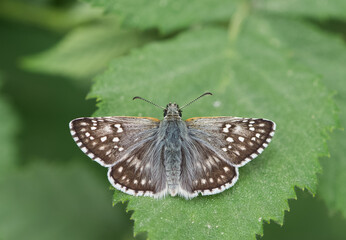photos of butterflies from wildlife and nature