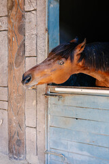 Brown horse waiting in a stable with a saddle and bridle at dawn in a rural area