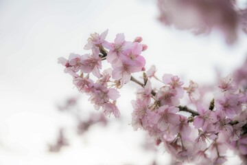 河津桜