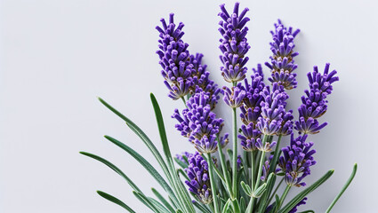 Obraz premium Vibrant lavender blooms against a soft background