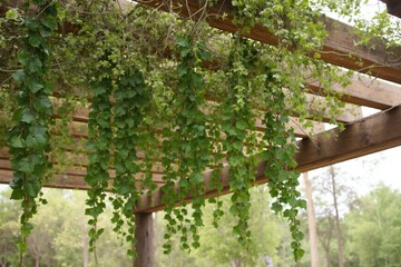 A Bunch of Vines Hanging From a Wooden Pergolied Roof - Generative AI
