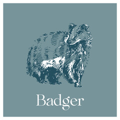 Hand drawn Illustration of badger © Anna