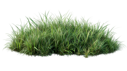 Photorealistic grass tuft against transparent backdrop, enhancing architectural rendering and creative design projects