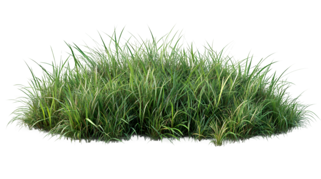 Photorealistic grass tuft against transparent backdrop, enhancing architectural rendering and creative design projects
