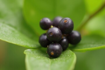 A Close up of a Bunch of Black Berries on a Green Leaf - Generative AI